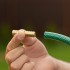 Соединитель для шланга 1/2", латунный Palisad Соединитель для шланга 1/2", латунный Palisad